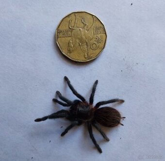 Sklípkan Tliltocatl (Brachypelma) vagans