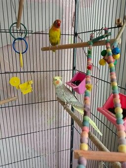 Korela a agapornis