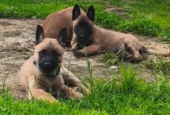 Belgický ovčák malinois s PP