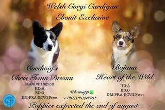 Welsh corgi cardigan s PP