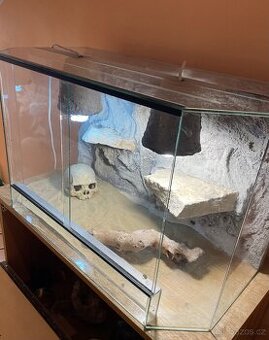 Skleněné terárium pro Agamu