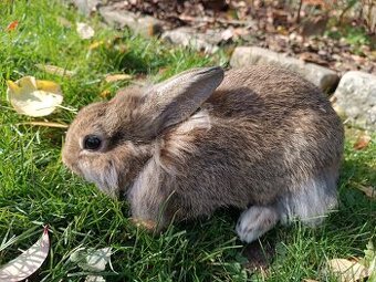 Zakrslý králík - 1