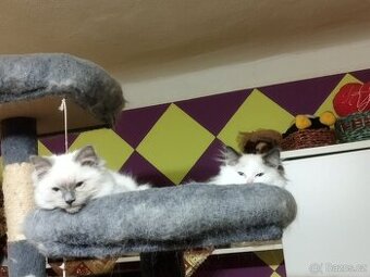 Prodej koťátek radgol