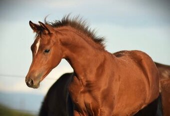 Valach 75% Arabský plnokrevník