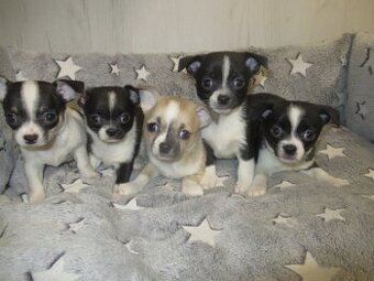 Čivava štěňátka