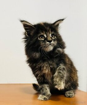 Mainská mývalí bez pp