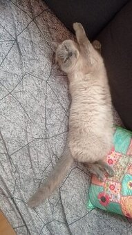 Daruji kcourka