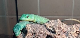 gastropholis prasina - 1