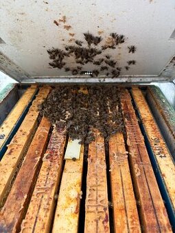 Prodej vyživovaných včelstev - 1