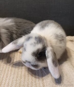 Zakrslý králík - beránek - samička - 1