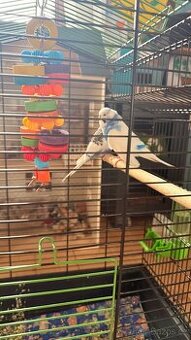 Dve andulky s vybavenim