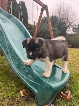 Americka Akita - 1
