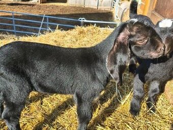 AN kozlík po elitní matce