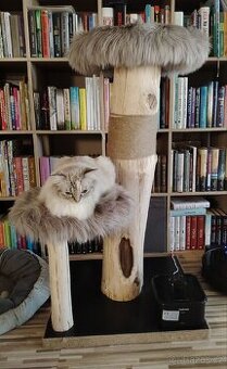 Kočičí strom 😺