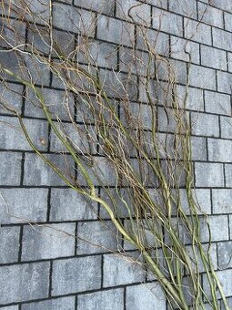 Větve z kroucené vrby na výrobu dekorací