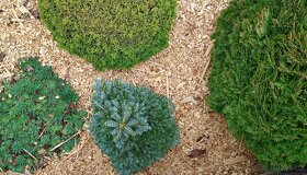 Štěpka dekorativní