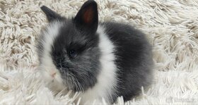 Zakrslý králík, králíček (TEDDY)- JULIANA