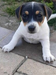 Jack Russell - pejsek bez PP