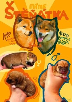 Shiba inu štěňata, PP, 2 fenečky a 1 pejsek