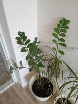 Zamiokulkas, dracena - 1