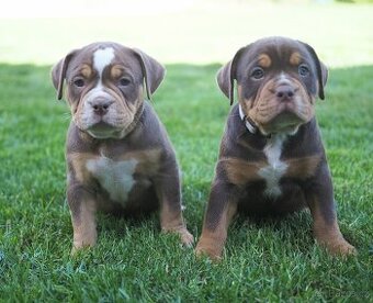 Staroanglický buldok/Old English Bulldog (OEB)