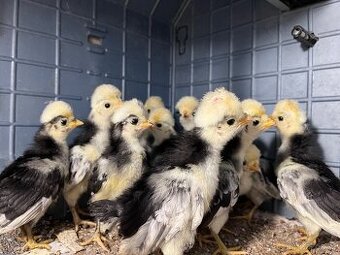 Odrostla kuřátka cemani a holandská zdrobnělá