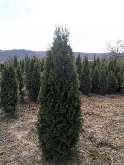 Thuje Thuja Smaragd
