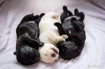 Štěňata - podzim 2025 - labradorský retriever s PP