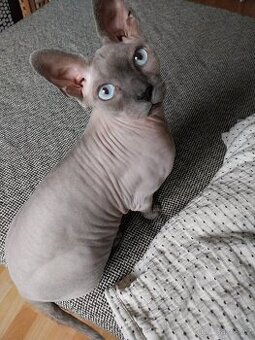 SPHYNX KOCOURA I STARŠÍHO