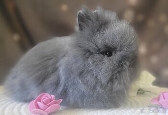 Zakrslý králík teddy - 1
