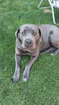 Cane Corso fena k připuštění