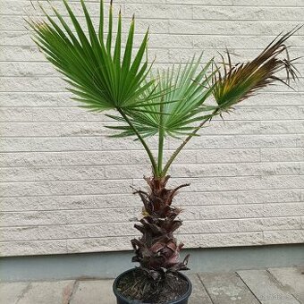 Palma Washingtonia
