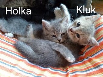 Britská modrá koťátka bez PP