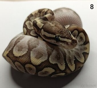 Krajta královská/ Python regius