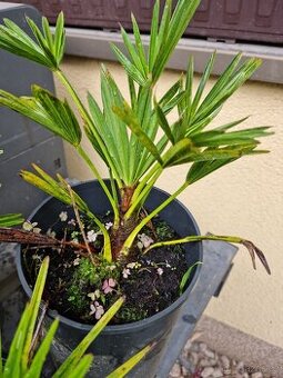 Trachycarpus wagnerianus,fortunei... - palma