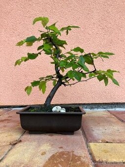 Bonsai, Bonsaj, jamadori, habr