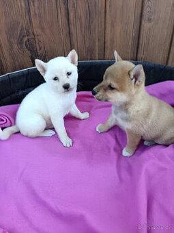 Shiba inu