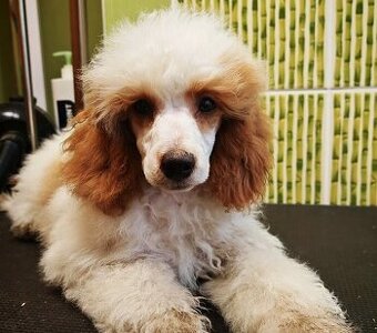 PUDL TRPASLIČÍ VÍCEBAREVNÝ - s PP