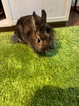 Zakrslý králík  ( Lvíček)