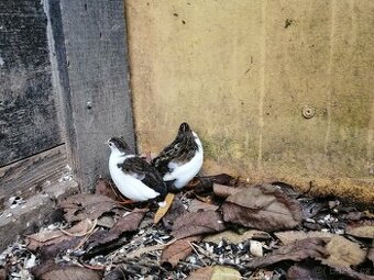 Křepelka čínská, kohoutek a slepička, příbuzní