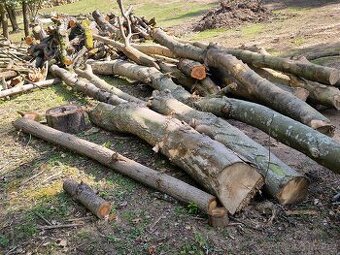 Prodám převážně Tvrdé listnaté dřevo