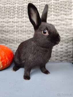 Zakrslý králík, králíček, standart, samička, černá