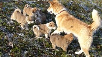 Nabízím štěňátka plemene Akita Inu