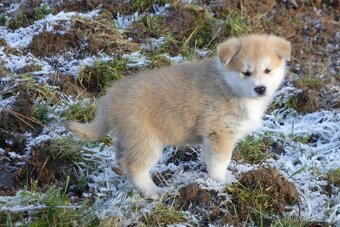 Nabízím štěňátka plemene Akita Inu