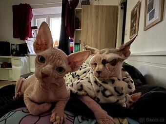 Koťátka SPHYNX bez PP.