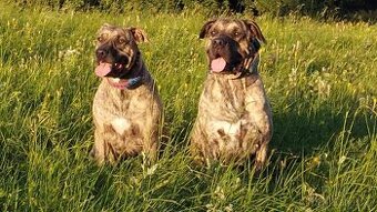 Uruguayský cimarron  - štěňata s PP (FCI)