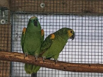 Amazoňan modročelý