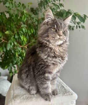 Mainská mývalí kočičky s PP