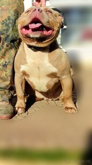 American bully