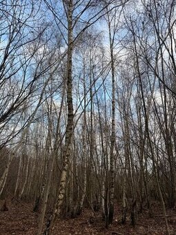 Prodej lesního pozemku v k.ú. Kolinec - 1